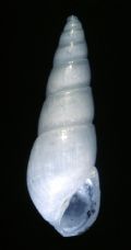 Odostomia ignorata